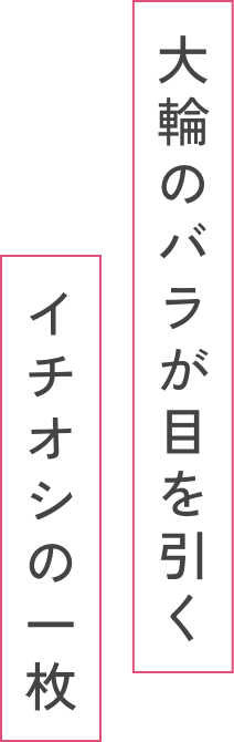 大輪のバラが目を引くイチオシの一枚